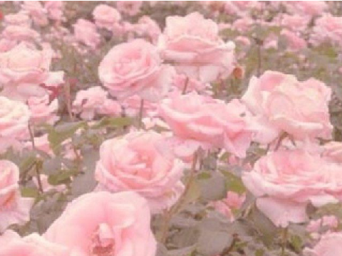 Aesthetic✨-flowers