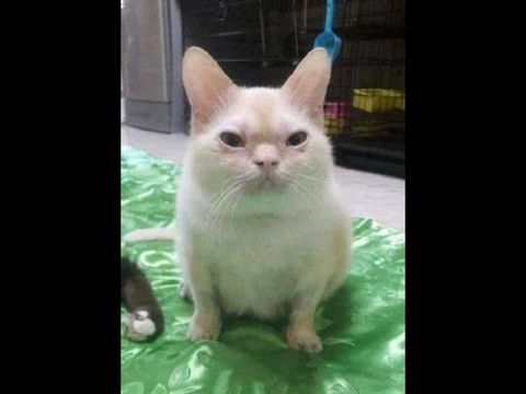 i like this cat