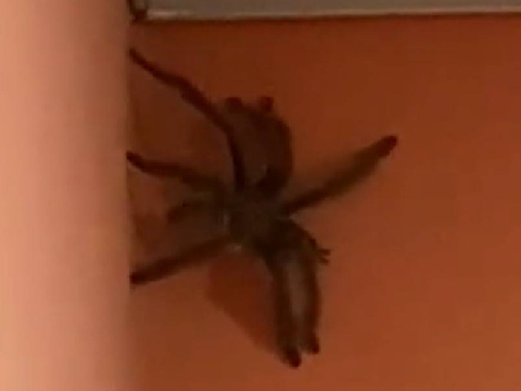 Spider found on wall in Tobago