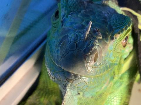 Iguana moment           (yay)