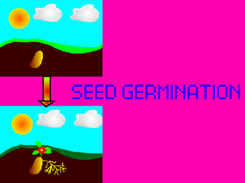 Seed Germination