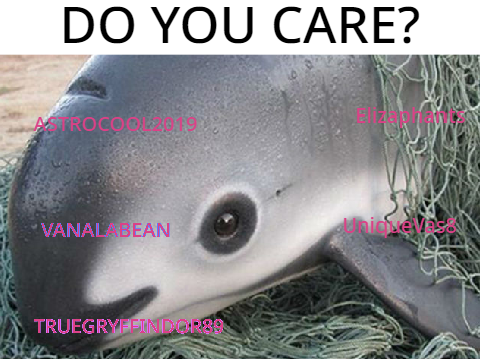 I CARE!! I care for Vaquita Porpoises
