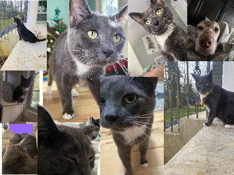 Bluey collage