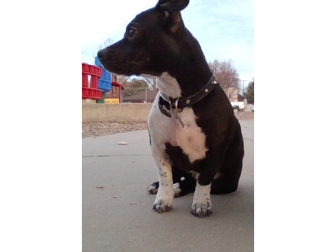 My doggo is best doggo