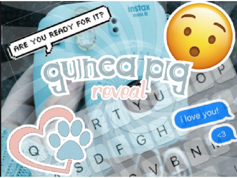 Guinea Pig Reveal!