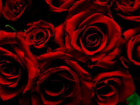 Aesthetic no.2 (red collection)