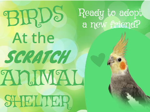 Birds at the Scratch Animal Shelter