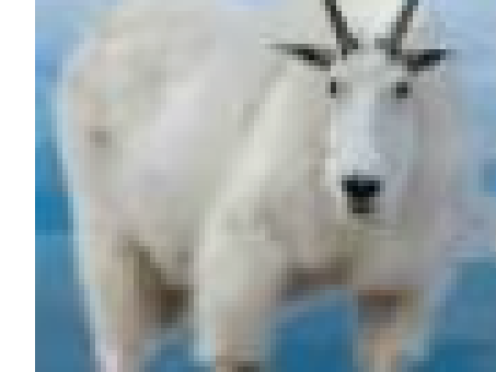 Mountain Goat 2022