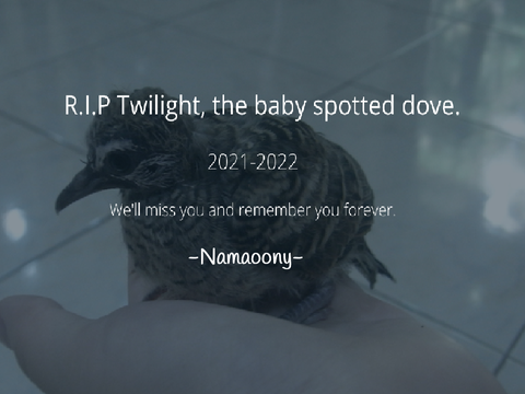 R.I.P. Goodbye Twilight, we'll miss you forever.