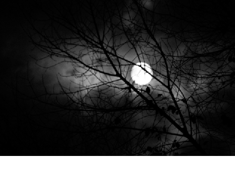 In the Moonlight