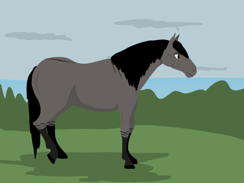 Sorraia for @Equestrian-