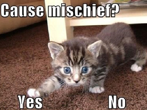 Cat Memes