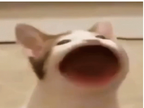 Pop cat 