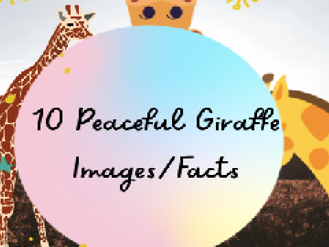 10 Peaceful Giraffe Images/Facts