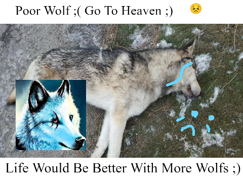 Remix If You Love Wolfs & Care About Them ;) remix