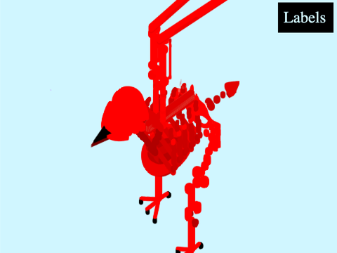 [RED EDITION] 3D Avian anatomy 
