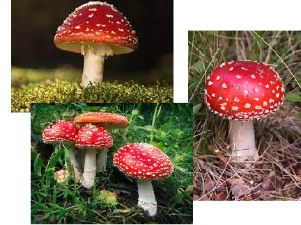Sunrise Surprise: Shroom Adopts (Closed)