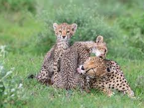 Cheetahs