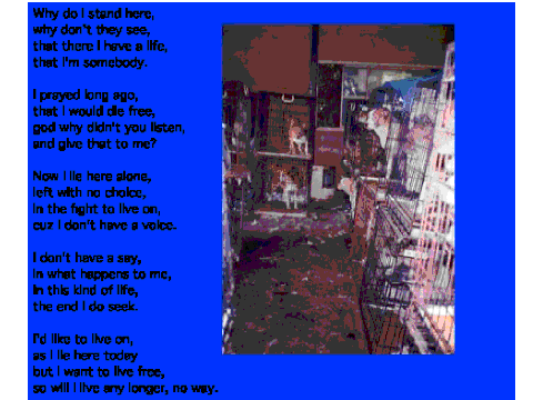 puppy farming poem