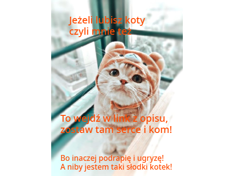 Kociak ci rozkazuje