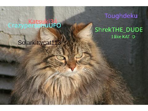 sign ur name if u love cats and remix too!  remix remix remix remix