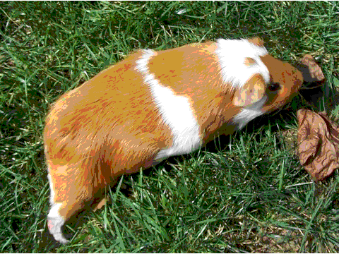 Rescued Guinea Pig!