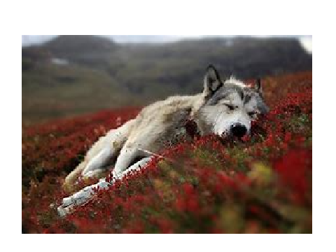 Cute Wolf Pictures for siberianhusky10