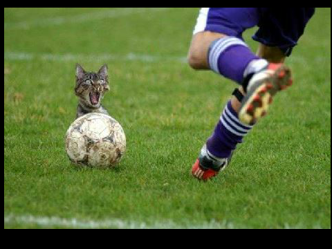 Funny cat gifs 2 LOL!)#!)(")=(¤!)"(/#¤(")/¤)(/#