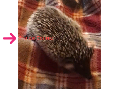 Знакомьтесь! Это мой ёж, Соник! 