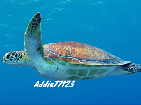 Remix and sign to save the sea turtles!