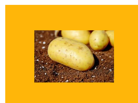 Potato cult