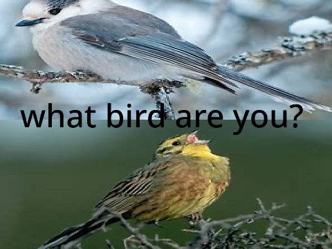 what bird are you?