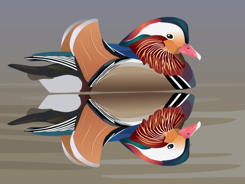 Mandarin Duck - Blockshade Animation
