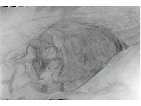 Drawings of My Cat