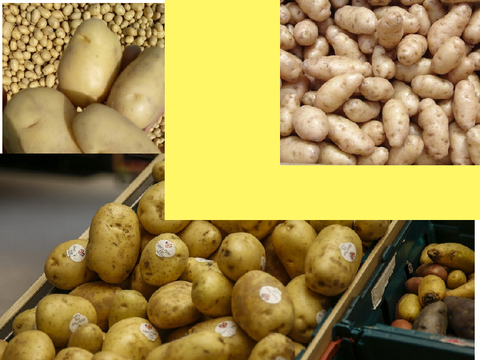 Potato-cult