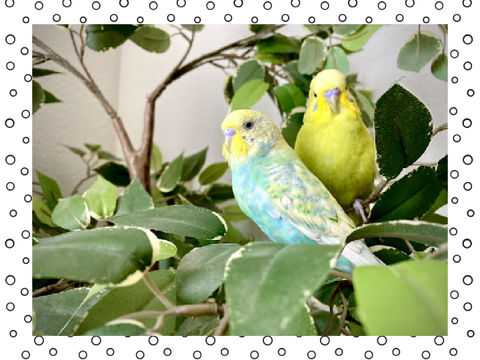 My Entry for the Pet Bird Photo Contest! 