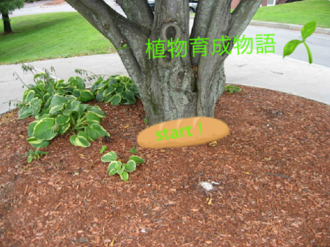 植物育成物語 製作中 ver2.0