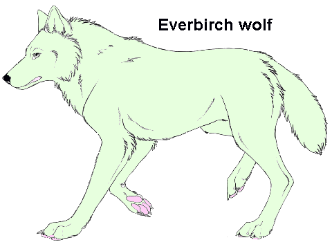Everbirch wolf
