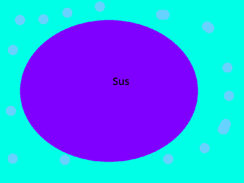 Sus
