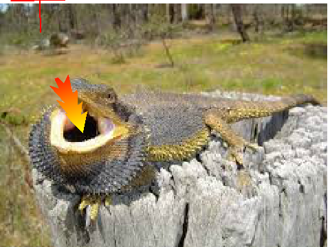 dagon fier