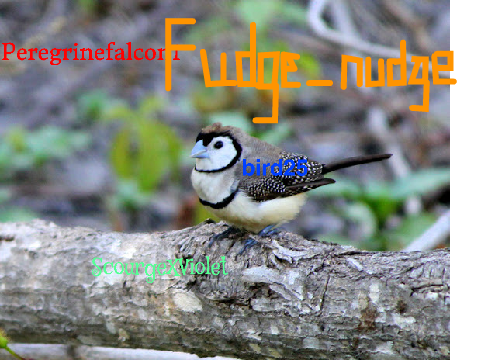 Sign to Save the Birds!! remix remix remix