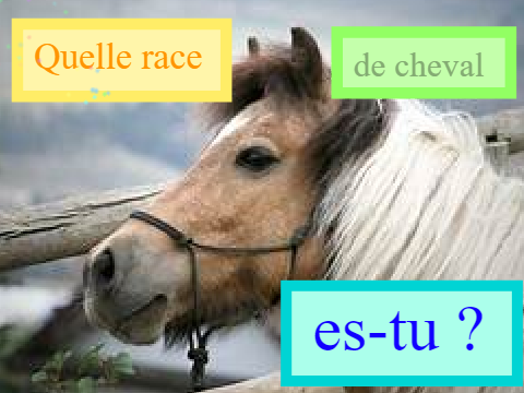 Quelle race de cheval es-tu ? #2