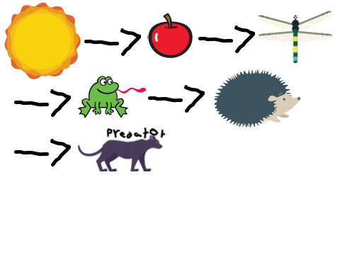 The food chain