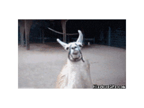 Fabulous Llama
