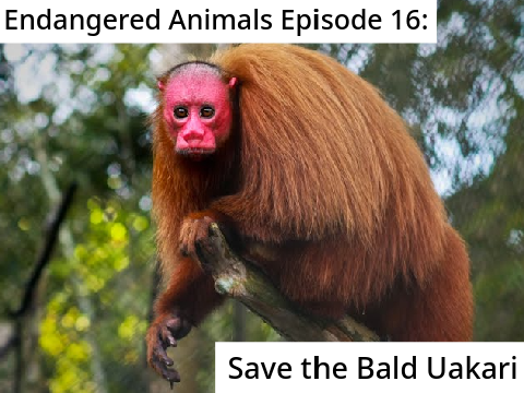 Endangered Animals Episode 16: Save the Uakari