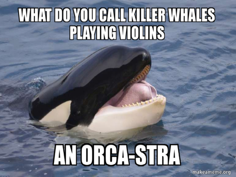 Orca Meme