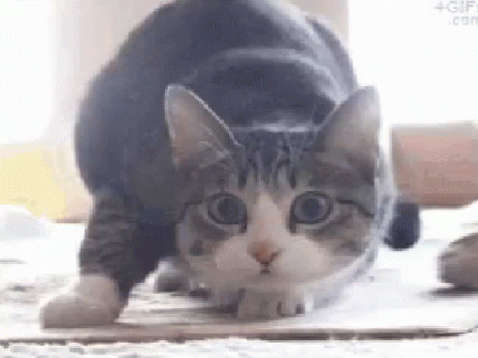 Wiggling cats