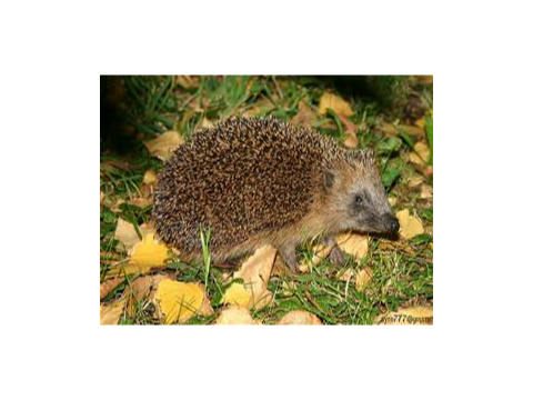 Medalia pictures reshearch HEDGEHOG