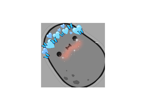 potato