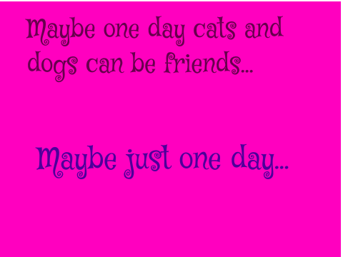 What happens when a cat sees a dog.